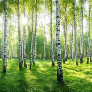 Toile tendue murale Forêt de bouleaux, deuxième visuel